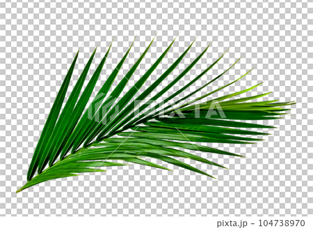 Green leaves pattern,leaf palm tree isolated Green leaves pattern,leaf palm tree isolated 104738970
