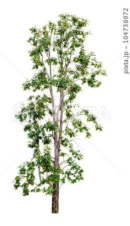Green Tree Isolated Green Tree Isolated 104738972