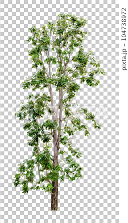 Green Tree Isolated Green Tree Isolated 104738972
