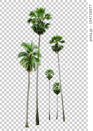palm tree isolated 104738977