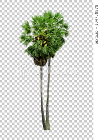 palm tree isolated 104738978