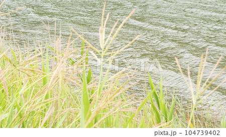 神奈川県三浦市小網代の森（梅雨） 104739402