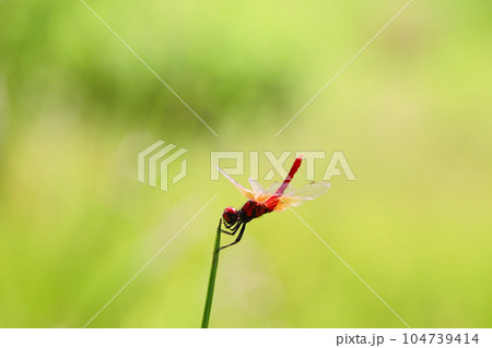 ハッチョウトンボのオス 104739414