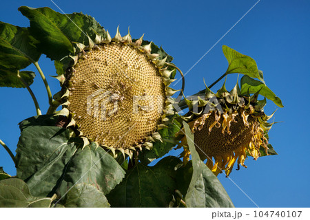 Sunflower pecked by birds against the sky 104740107