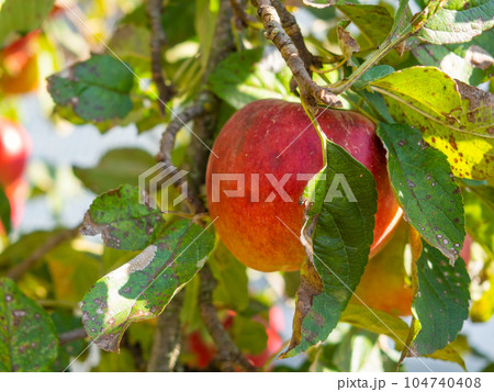 Fruits Infected by the Monilia fructigena 104740408