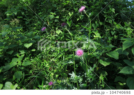 ノアザミの花 104740698