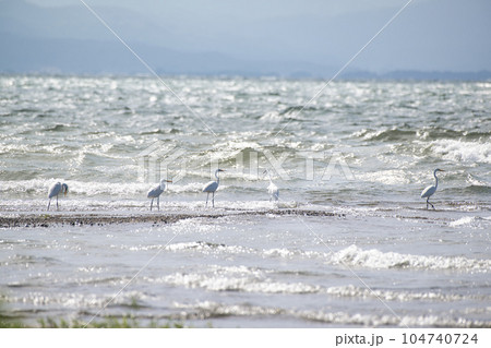 琵琶湖の夏2022年 琵琶湖の夏2022年 104740724