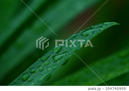 雨に濡れた葉緑 104740909