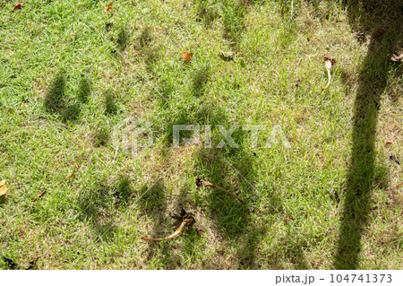 Tree shadow on green grass Tree shadow on green grass 104741373