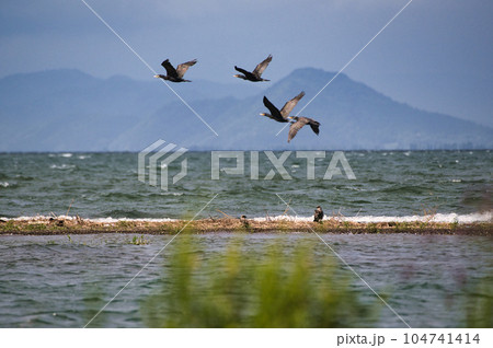 琵琶湖の夏2022年 104741414