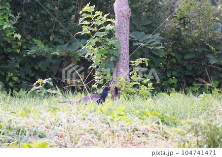 雉　キジ 104741471