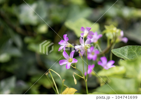 ムラサキカタバミの花 104741699