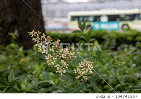 街中の植え込みに咲くナンテンの花 104741867