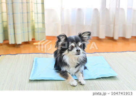 犬用のクールマットでくつろぐチワワ 冷感ジェルマット 夏 犬用のクールマットでくつろぐチワワ 冷感ジェルマット 夏 104741913