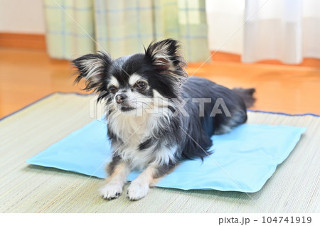 犬用のクールマットでくつろぐチワワ　冷感ジェルマット　夏 104741919