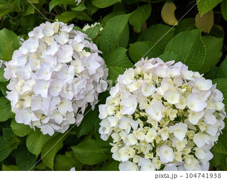 紫陽花 紫陽花 104741938