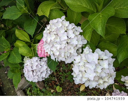 紫陽花 紫陽花 104741939