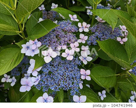 紫陽花 紫陽花 104741946