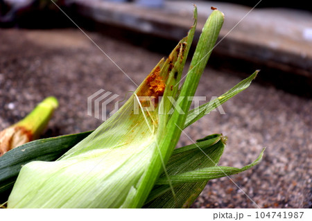 とうもろこし トウモロコシ 害虫 野菜 農業 農家 とうもろこし トウモロコシ 害虫 野菜 農業 農家 104741987