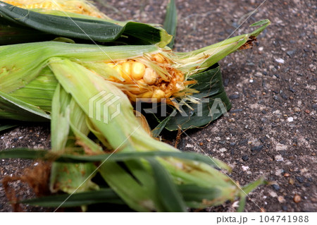 とうもろこし トウモロコシ 害虫 野菜 農業 農家 とうもろこし トウモロコシ 害虫 野菜 農業 農家 104741988