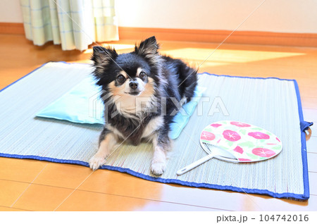 犬用のクールマットでくつろぐシニアチワワ　冷感ジェルマット　夏 104742016