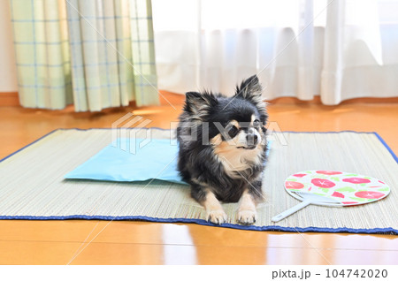 犬用のクールマットでくつろぐシニアチワワ 冷感ジェルマット 夏 犬用のクールマットでくつろぐシニアチワワ 冷感ジェルマット 夏 104742020