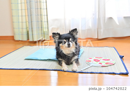 犬用のクールマットでくつろぐシニアチワワ 冷感ジェルマット 夏 犬用のクールマットでくつろぐシニアチワワ 冷感ジェルマット 夏 104742022