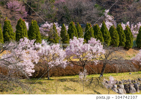 長野県上伊那郡飯島町与田切公園の桜 長野県上伊那郡飯島町与田切公園の桜 104742107
