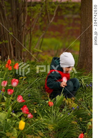 Cute child sitting in a meadow among tulips and holding a flower. Selective focus. Cute child sitting in a meadow among tulips and holding a flower. Selective focus. 104742630