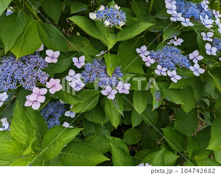 紫陽花　 104742682