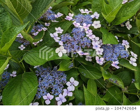 紫陽花　 104742684
