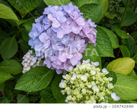 紫陽花 紫陽花 104742690