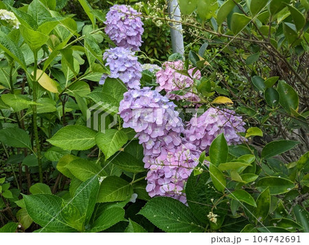 紫陽花 紫陽花 104742691