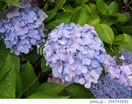 紫陽花 紫陽花 104742692