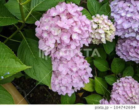 紫陽花　 104742694