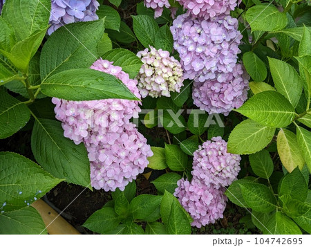紫陽花 紫陽花 104742695