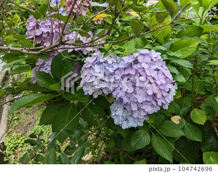紫陽花 紫陽花 104742696
