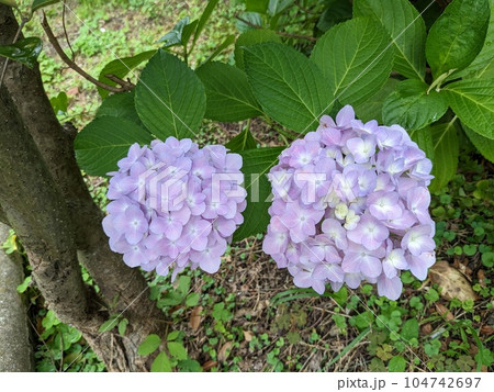 紫陽花 紫陽花 104742697
