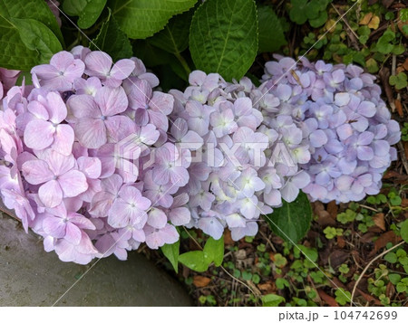 紫陽花　 104742699