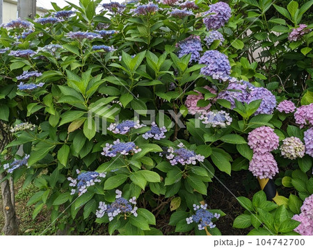 紫陽花 紫陽花 104742700