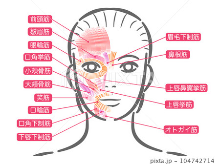 女性の表情筋 104742714