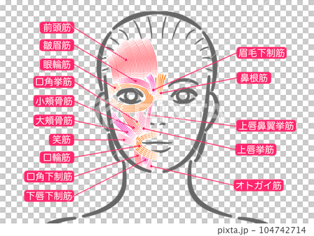 女性の表情筋 104742714