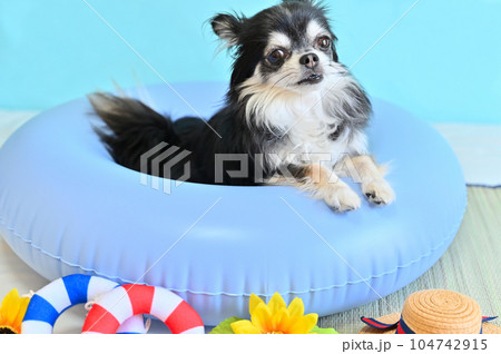 浮き輪で遊ぶ可愛いチワワ　 104742915