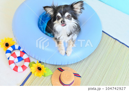 浮き輪で遊ぶ可愛いチワワ　 104742927