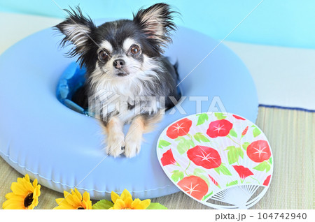 浮き輪で遊ぶ可愛いチワワ 浮き輪で遊ぶ可愛いチワワ 104742940