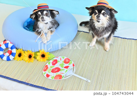 お揃いのカンカン帽をかぶって仲良しチワワの夏休み お揃いのカンカン帽をかぶって仲良しチワワの夏休み 104743044