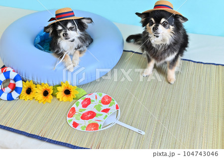 お揃いのカンカン帽をかぶって仲良しチワワの夏休み お揃いのカンカン帽をかぶって仲良しチワワの夏休み 104743046