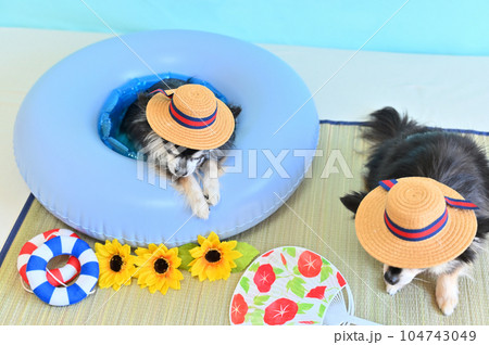 お揃いのカンカン帽をかぶって仲良しチワワの夏休み 104743049