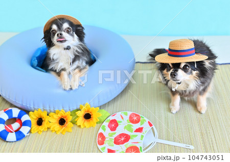 お揃いのカンカン帽をかぶって仲良しチワワの夏休み お揃いのカンカン帽をかぶって仲良しチワワの夏休み 104743051