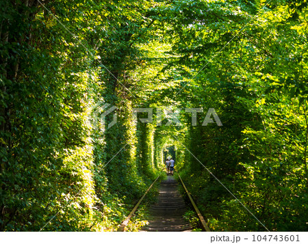 Scenic railway in the summer forest. Tunnel of love in Klevan, Ukraine 104743601